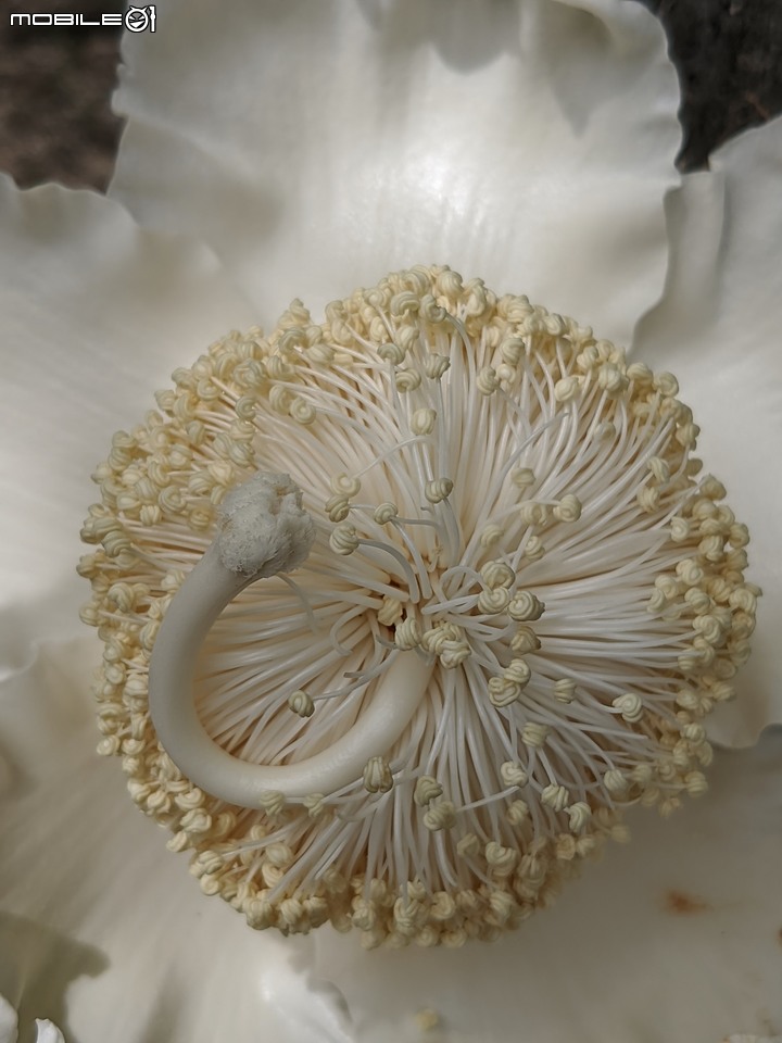 指甲花+棋盤腳+猢猻木 台南市安平區湖濱水鳥公園 06/18