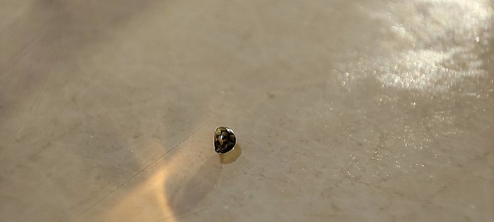 請問有人知道這種水中小生物嗎？