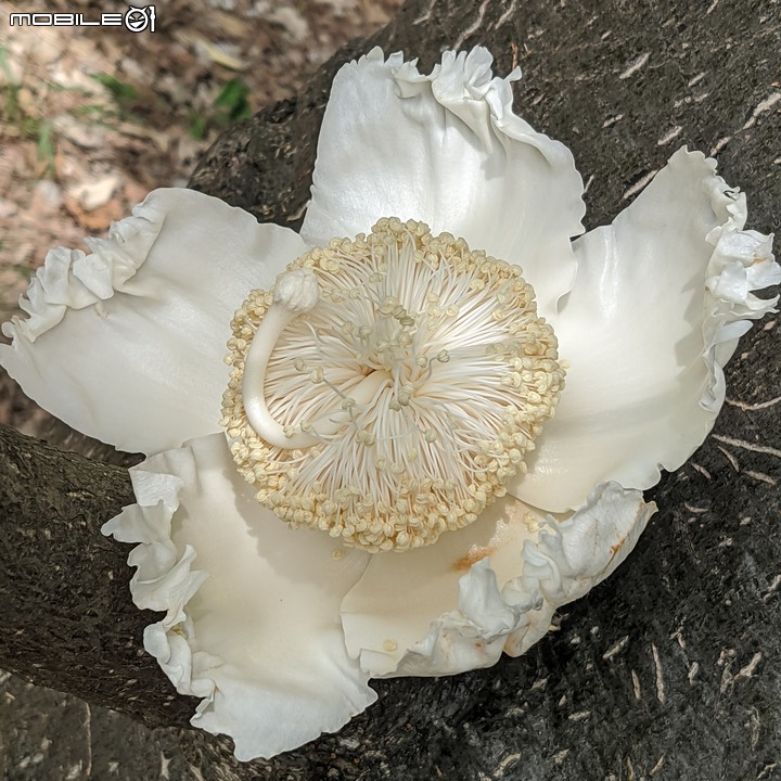 指甲花+棋盤腳+猢猻木 台南市安平區湖濱水鳥公園 06/18