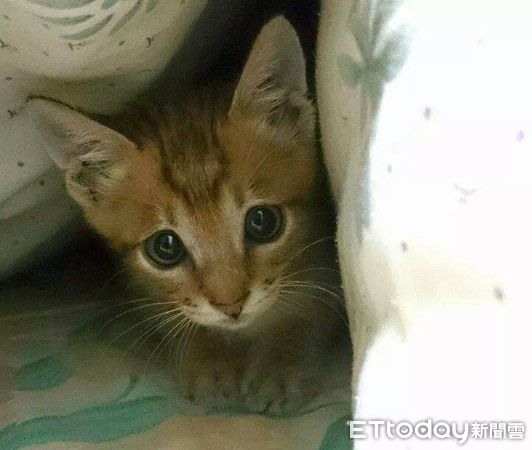 誤闖快速道路！小虎斑嚇壞「一度衝上分隔島」暖夫妻一招神救援