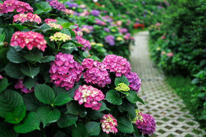 迎春圃花園繡球花 RP