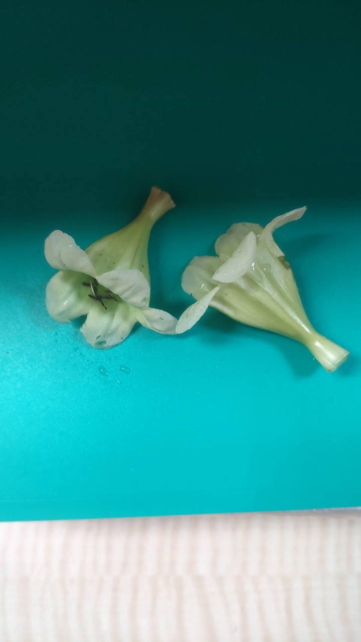 求高手 請問這是什麼植物的花