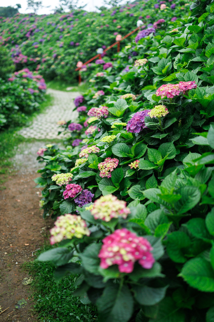 迎春圃花園繡球花 RP