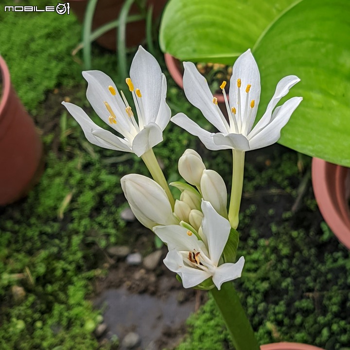 大葉醉魚草+百子蓮+水晶百合+棉花糖茶樹+蘿貝利亞 台南市歸仁區七甲花卉區 06/03