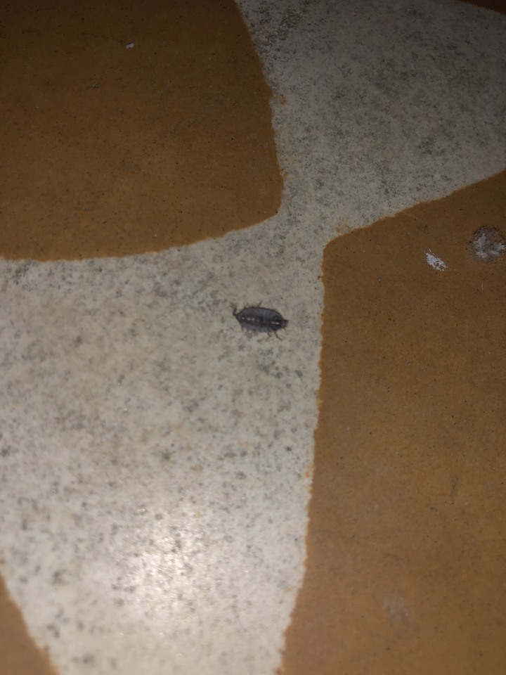 房間最近都跑出這種蟲，各位大大 這是什麼啊