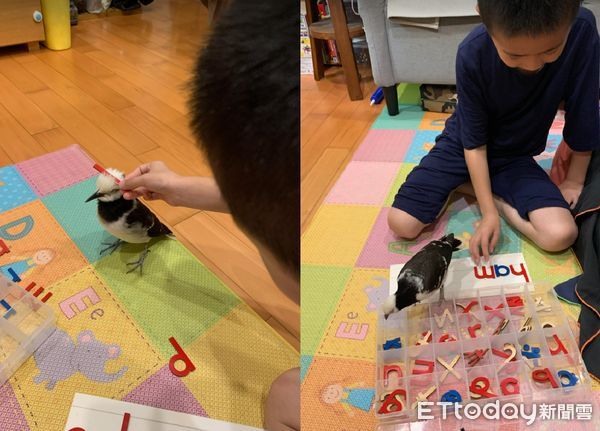 哥哥下周期末考!鳥寶狂刷存在感「擋住課本甩頭」:快來跟我玩~