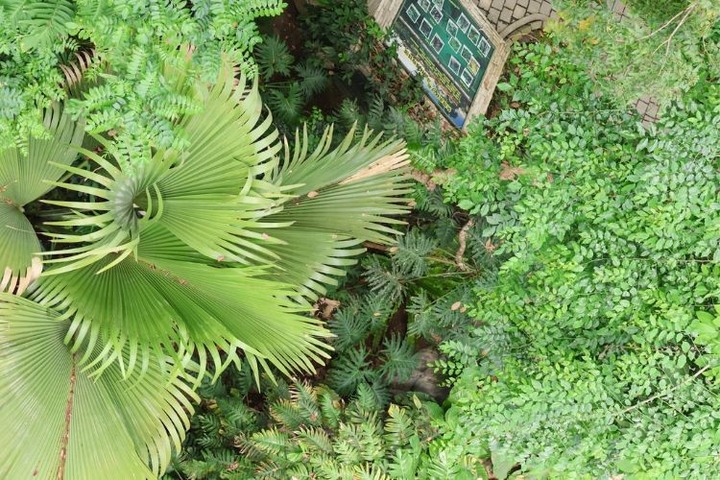 台中熱帶雨林溫室平臺重啟!八層樓鳥瞰植物園 三大看點必去
