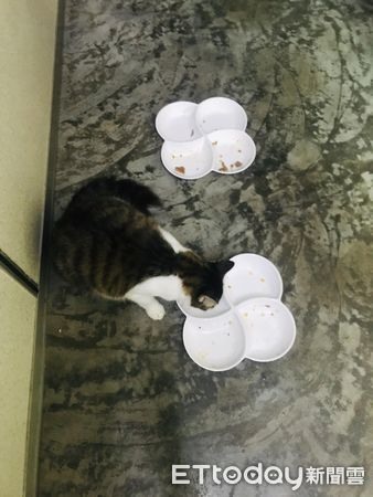 幼貓被當垃圾丟掉!她暖心撿回家2年養出「爆毛仙女」驚艷萬人