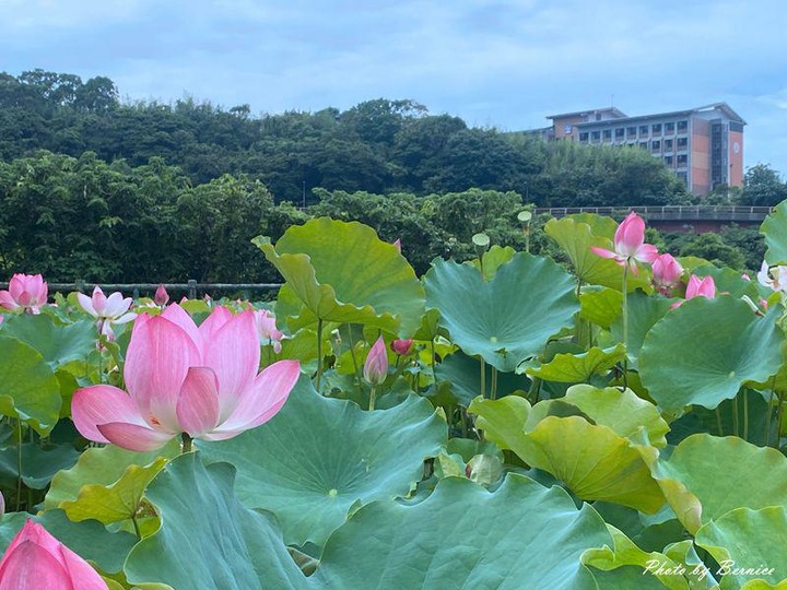 八連溪畔夏荷~三芝馬偕學院下方溪畔旁享受荷香與鳥鳴