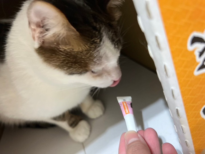分享～貓貓的私人後陽台小空間改造
