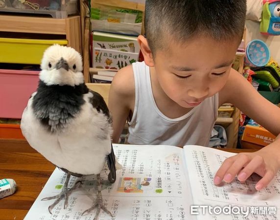 哥哥下周期末考!鳥寶狂刷存在感「擋住課本甩頭」:快來跟我玩~