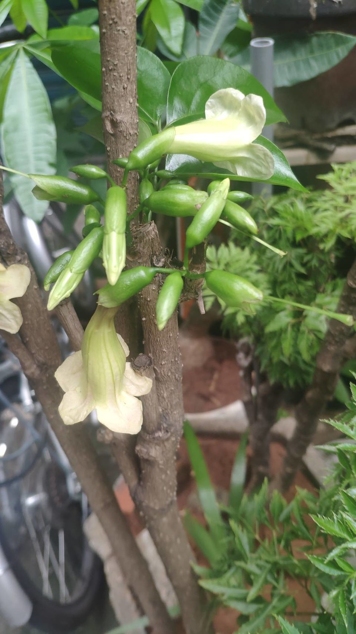 求高手 請問這是什麼植物的花