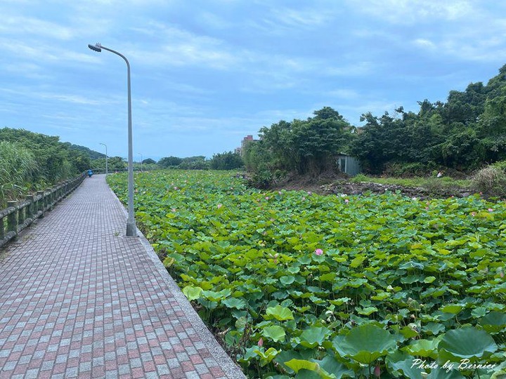 八連溪畔夏荷~三芝馬偕學院下方溪畔旁享受荷香與鳥鳴