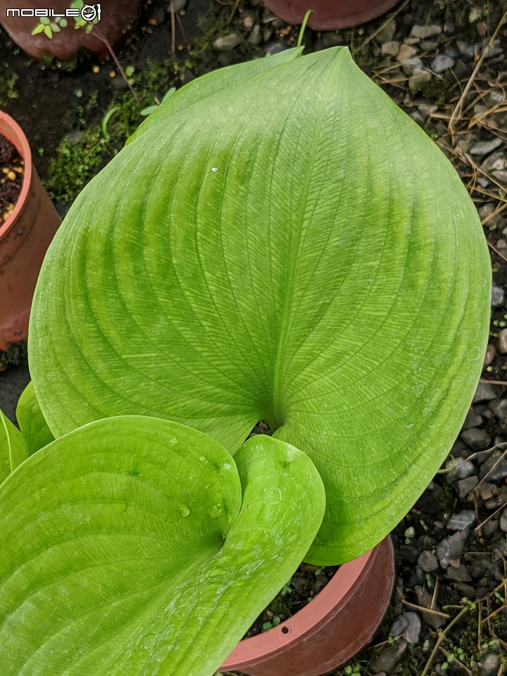 大葉醉魚草+百子蓮+水晶百合+棉花糖茶樹+蘿貝利亞 台南市歸仁區七甲花卉區 06/03