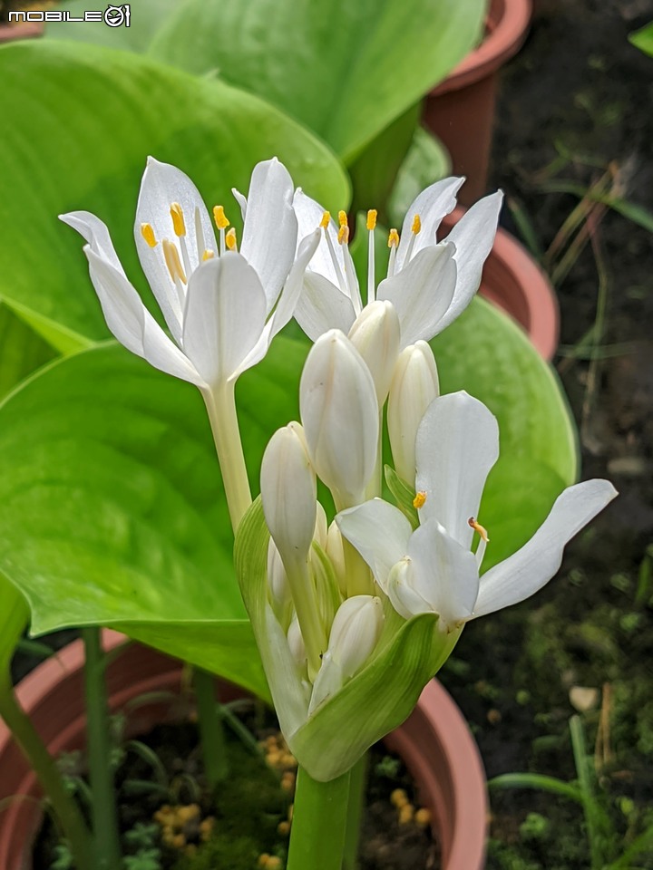 大葉醉魚草+百子蓮+水晶百合+棉花糖茶樹+蘿貝利亞 台南市歸仁區七甲花卉區 06/03
