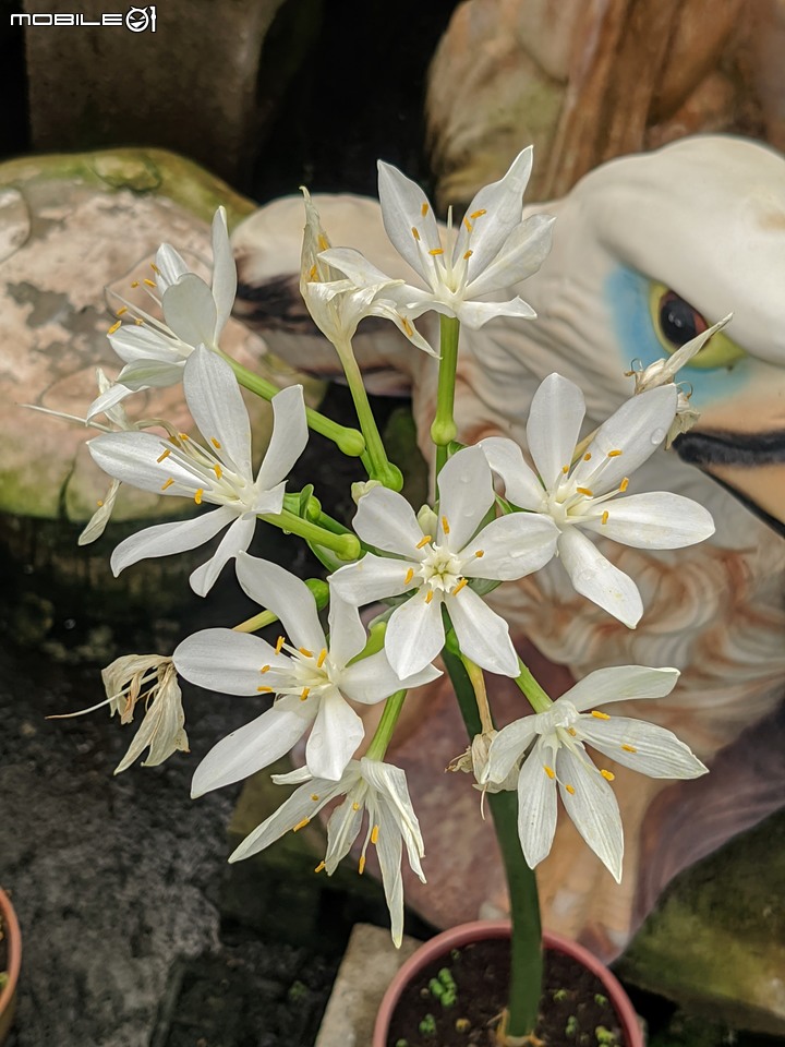 大葉醉魚草+百子蓮+水晶百合+棉花糖茶樹+蘿貝利亞 台南市歸仁區七甲花卉區 06/03