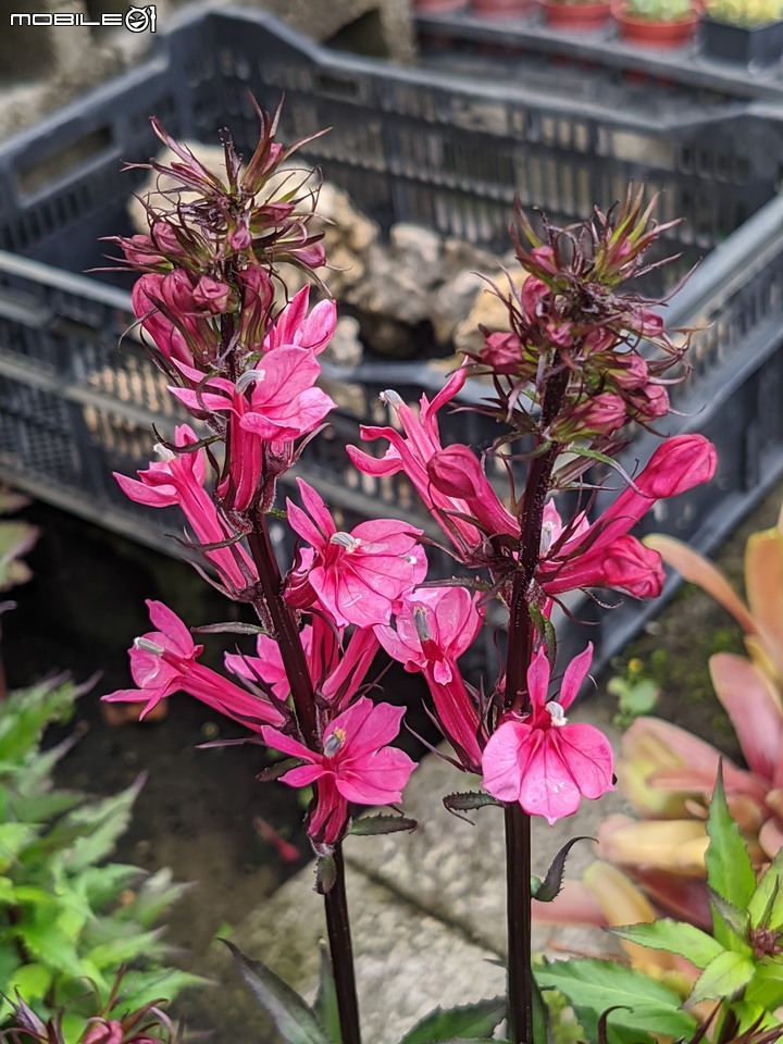大葉醉魚草+百子蓮+水晶百合+棉花糖茶樹+蘿貝利亞 台南市歸仁區七甲花卉區 06/03