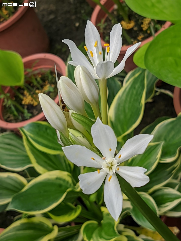 大葉醉魚草+百子蓮+水晶百合+棉花糖茶樹+蘿貝利亞 台南市歸仁區七甲花卉區 06/03
