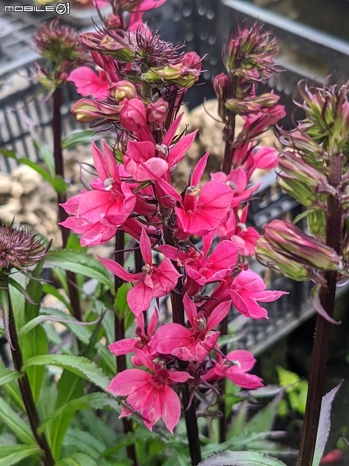 大葉醉魚草+百子蓮+水晶百合+棉花糖茶樹+蘿貝利亞 台南市歸仁區七甲花卉區 06/03
