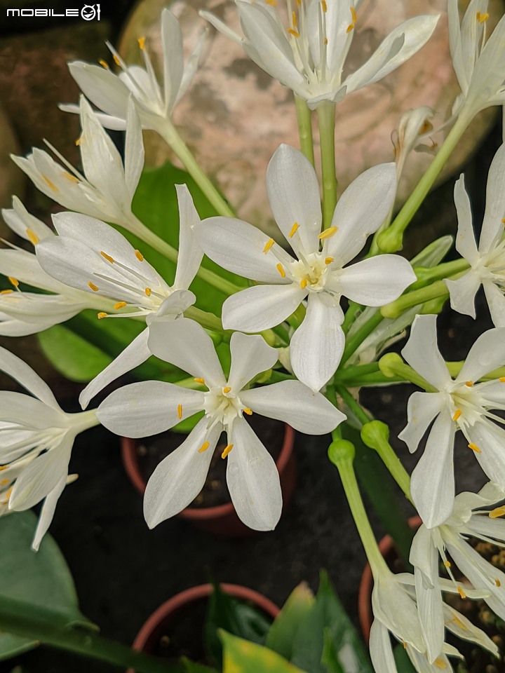 大葉醉魚草+百子蓮+水晶百合+棉花糖茶樹+蘿貝利亞 台南市歸仁區七甲花卉區 06/03