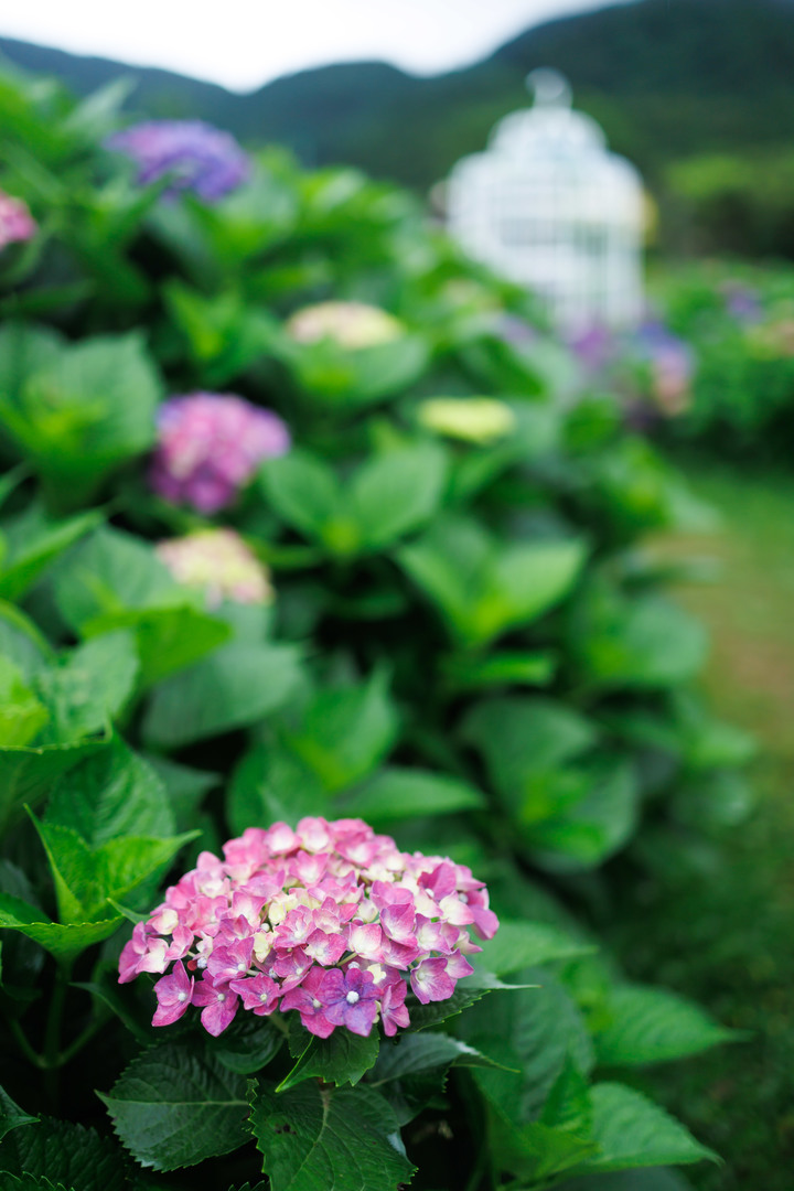 迎春圃花園繡球花 RP