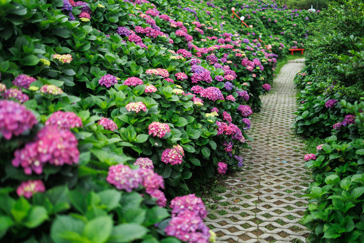 迎春圃花園繡球花 RP