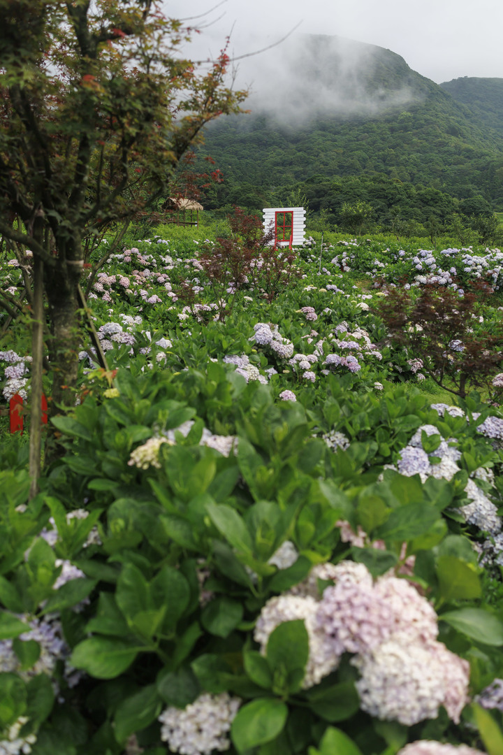迎春圃花園繡球花 RP