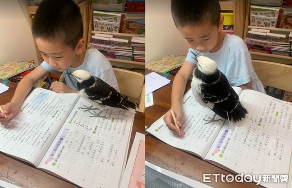 哥哥下周期末考!鳥寶狂刷存在感「擋住課本甩頭」:快來跟我玩~
