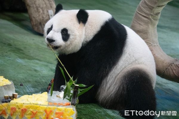 「圓仔」10歲生日成長回顧片曝手滑推倒特製101蛋糕萌翻粉絲