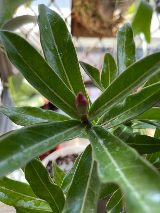 增加沙漠玫瑰開花機率分享