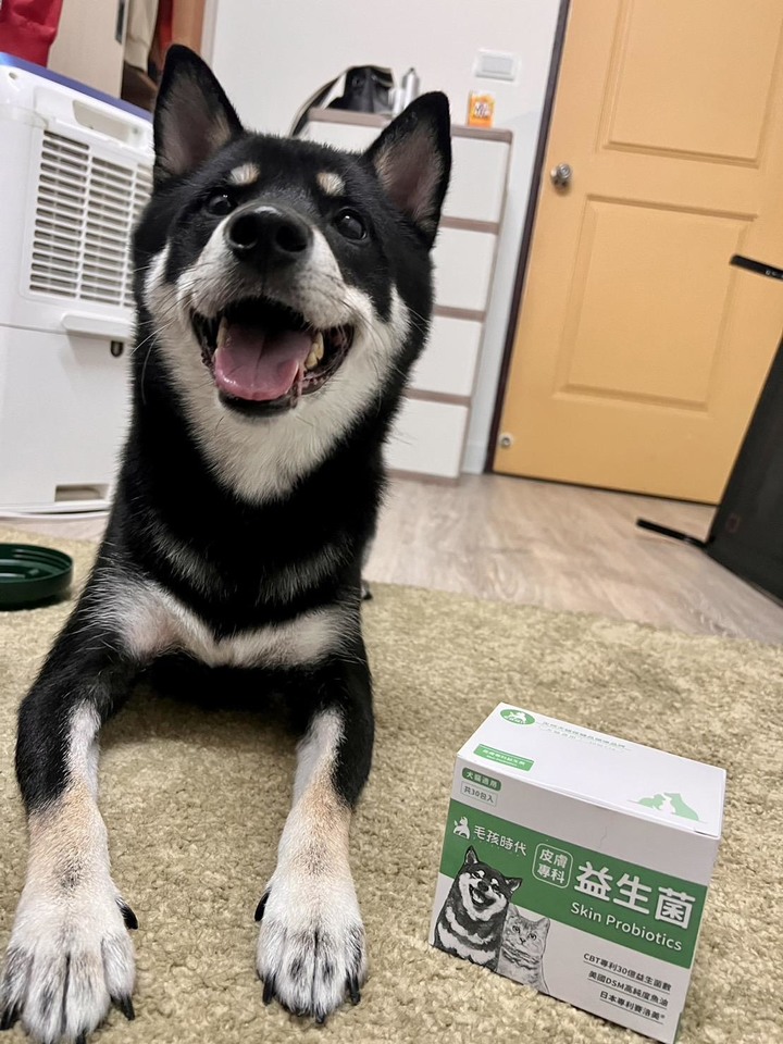 拜偷!柴犬不可能變成禿毛怪吧...