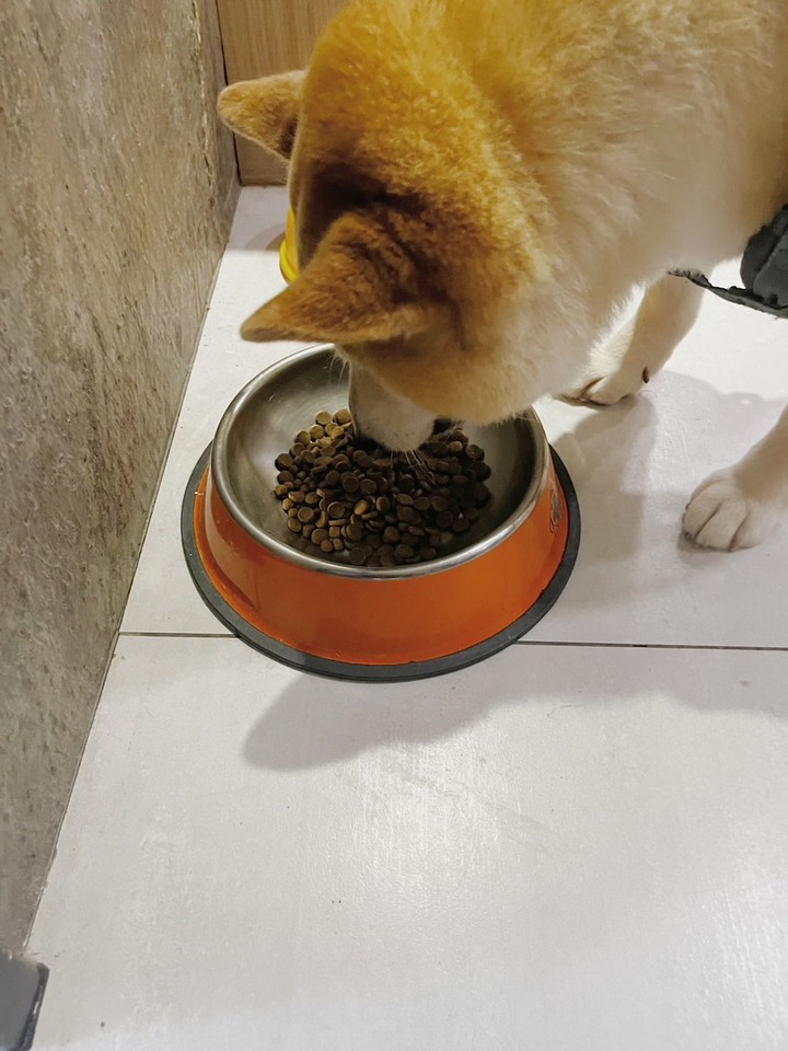 [分享] 寵物飼料開箱｜囍碗無穀天然糧｜柴犬弟弟