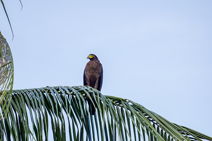 X-H2 打鳥照 我拍到了大冠鷲