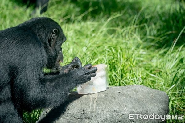 「圓仔」10歲生日成長回顧片曝手滑推倒特製101蛋糕萌翻粉絲