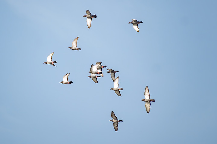 新鏡頭試拍打鳥 XF 70-300mm