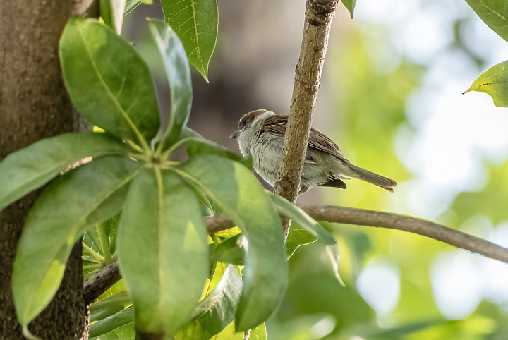 新鏡頭試拍打鳥 XF 70-300mm