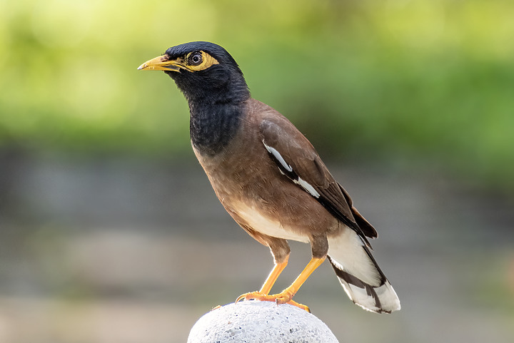 新鏡頭試拍打鳥 XF 70-300mm