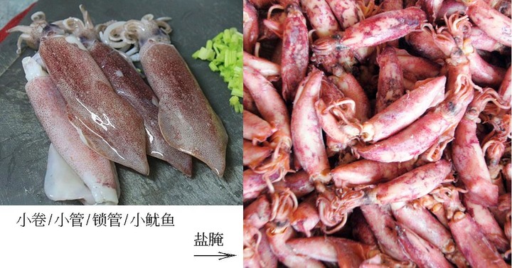 大家會分辨花枝軟絲透抽那類的嗎? - Mobile01