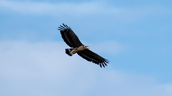 X-H2 打鳥照 我拍到了大冠鷲