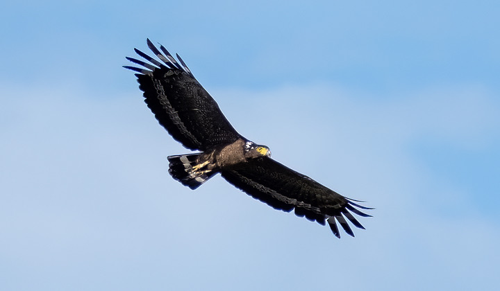 X-H2 打鳥照 我拍到了大冠鷲