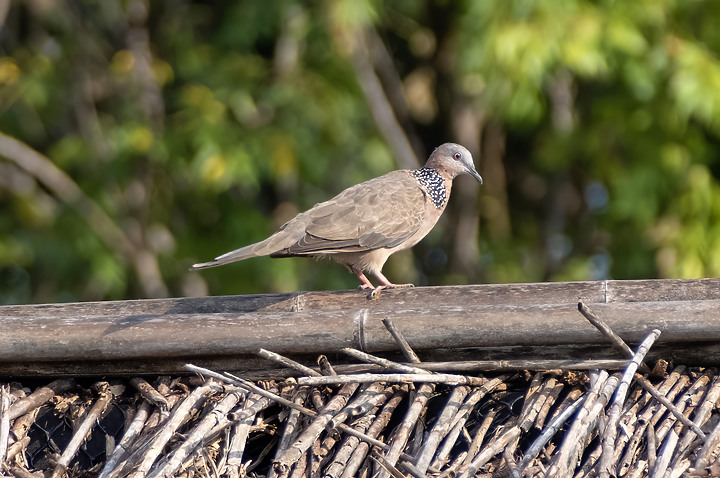 新鏡頭試拍打鳥 XF 70-300mm