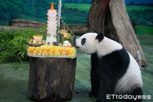 「圓仔」10歲生日成長回顧片曝手滑推倒特製101蛋糕萌翻粉絲