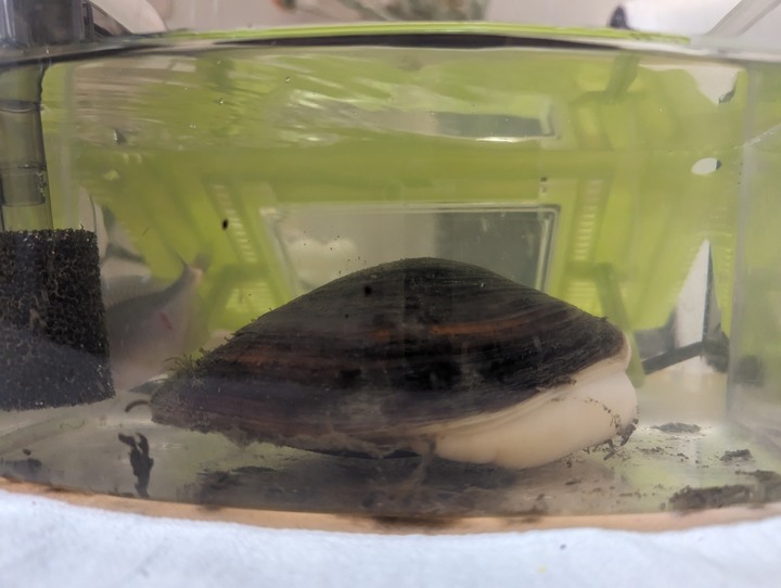 意外在河邊釣到手掌大的蛤蠣…