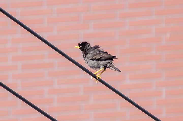 新鏡頭試拍打鳥 XF 70-300mm