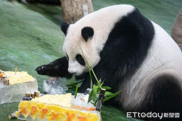 「圓仔」10歲生日成長回顧片曝手滑推倒特製101蛋糕萌翻粉絲