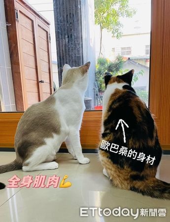 體重過輕打針被退貨！喵「越養越橘」變水桶腰媽驚覺被騙了