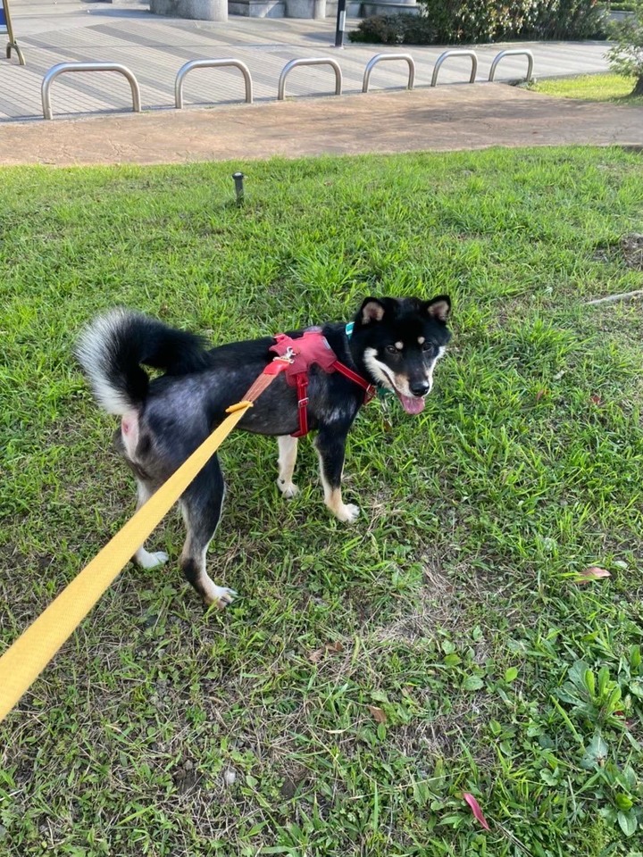 拜偷!柴犬不可能變成禿毛怪吧...