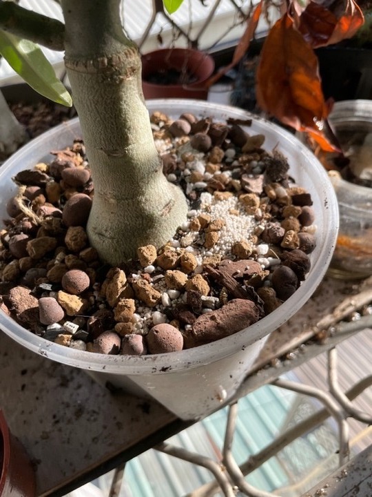 增加沙漠玫瑰開花機率分享