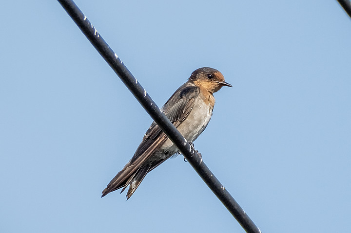 新鏡頭試拍打鳥 XF 70-300mm