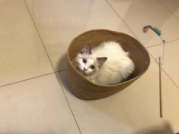 彌補沒有女兒的缺憾---我家的布偶貓小公主